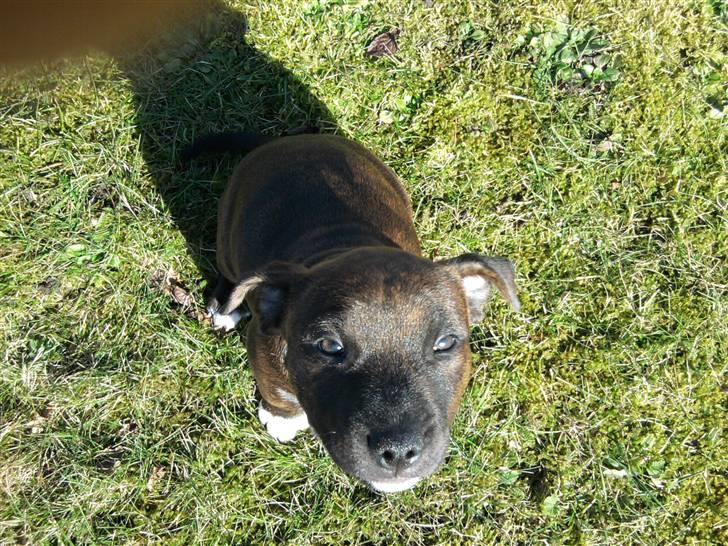 Blanding af racer Basse billede 3