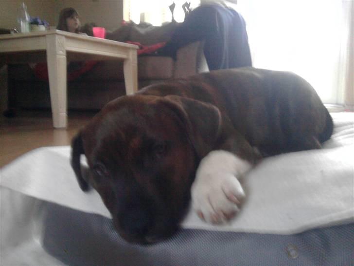 Blanding af racer Basse billede 4