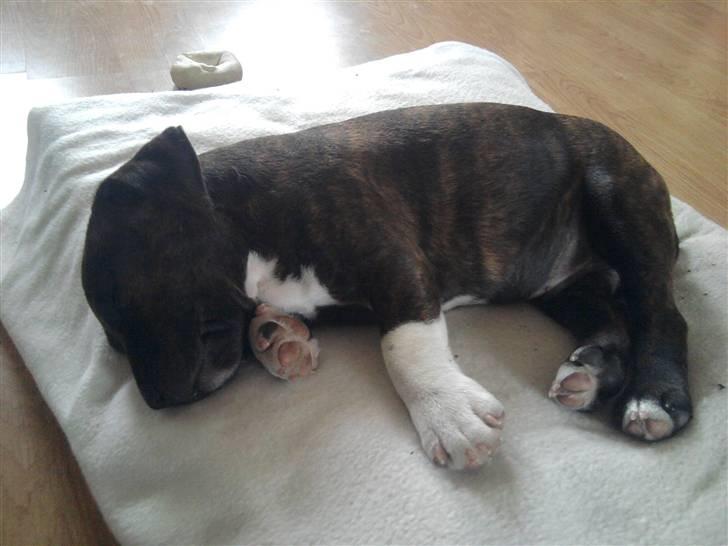 Blanding af racer Basse - Total afslapning billede 5