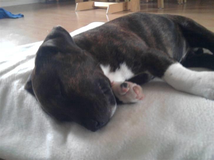 Blanding af racer Basse billede 6