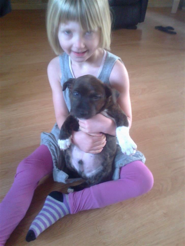 Blanding af racer Basse billede 7