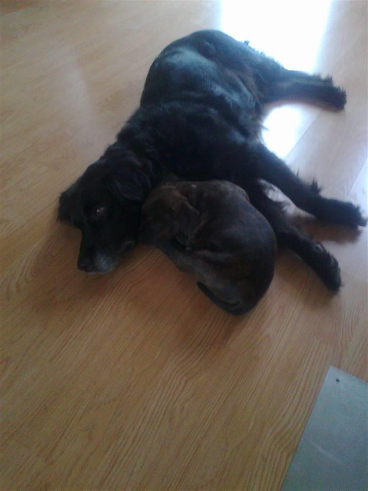 Blanding af racer Basse - Dejligt at putte med Mika billede 8