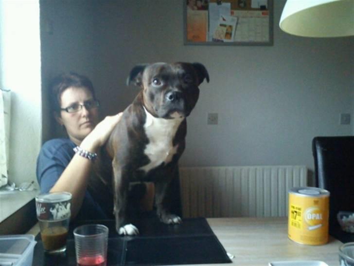 Blanding af racer Basse - Basse s mor Freja billede 9