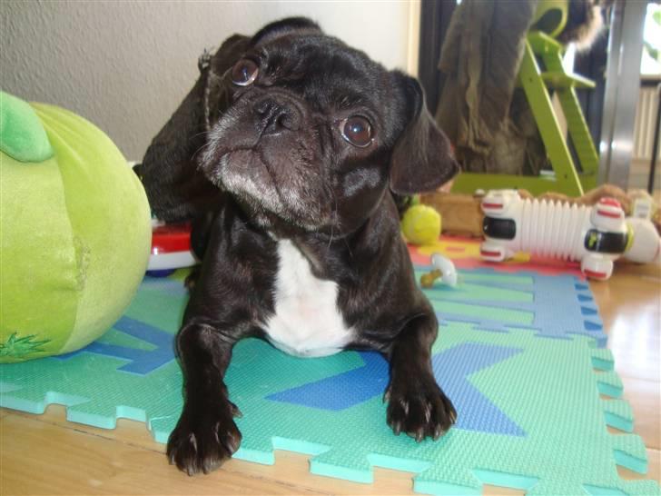 Blanding af racer Carla billede 1