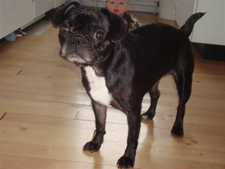 Blanding af racer Carla billede 2