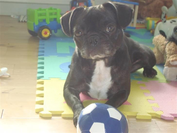 Blanding af racer Carla billede 3