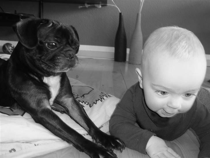 Blanding af racer Carla billede 4