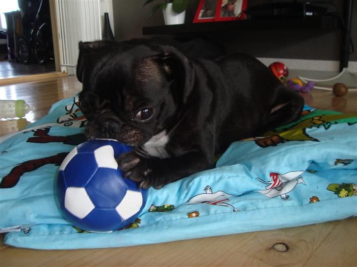 Blanding af racer Carla billede 5