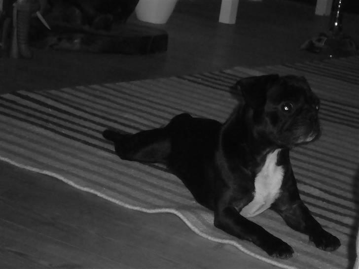 Blanding af racer Carla billede 6