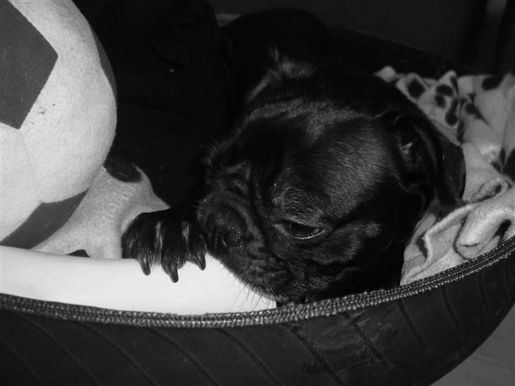 Blanding af racer Carla billede 7