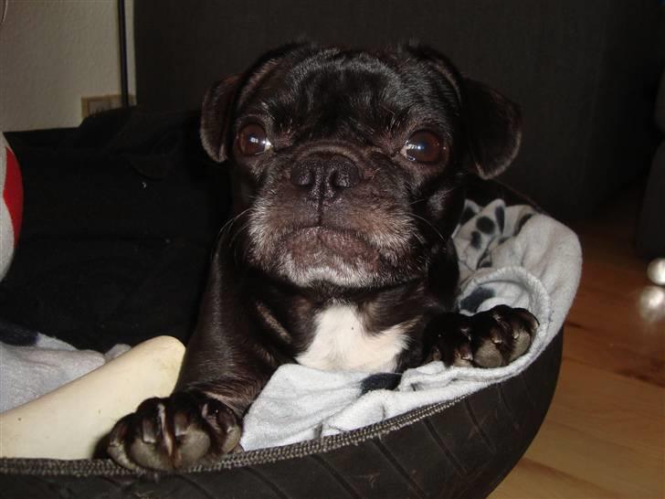 Blanding af racer Carla billede 9