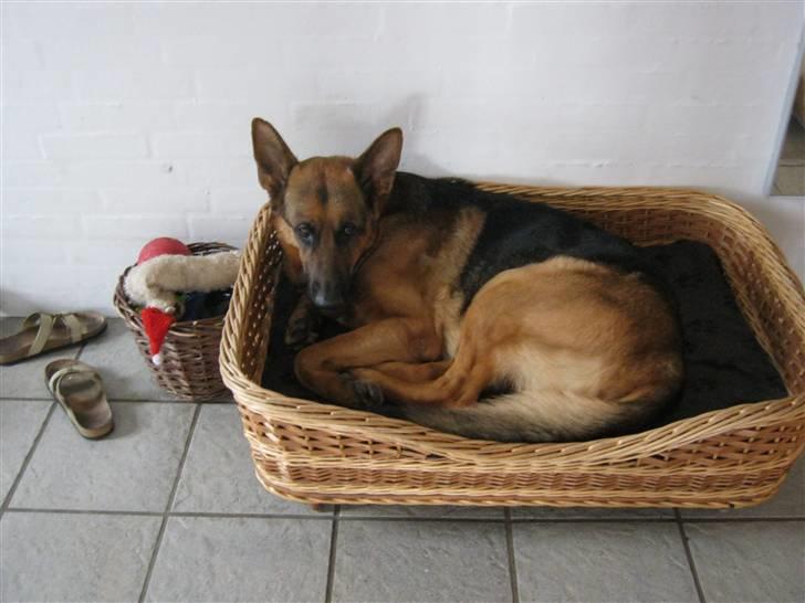 Schæferhund Marco -Champ- - Snooooooork! billede 11