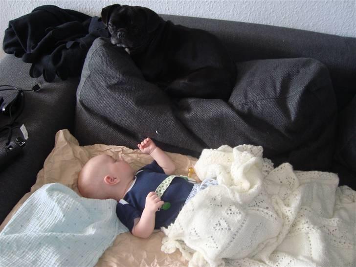 Blanding af racer Carla billede 11