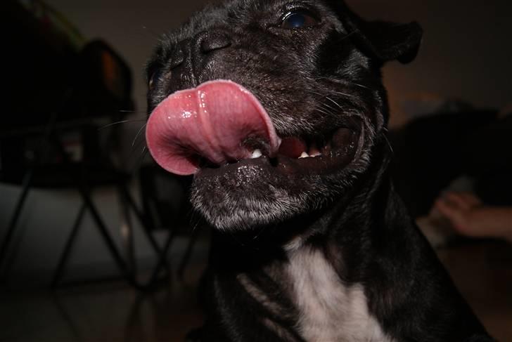 Blanding af racer Carla billede 12