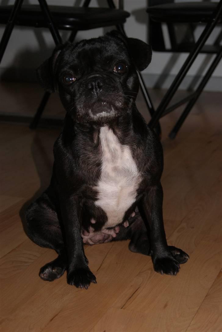 Blanding af racer Carla billede 13