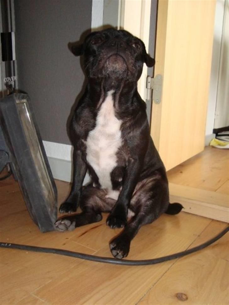 Blanding af racer Carla billede 16