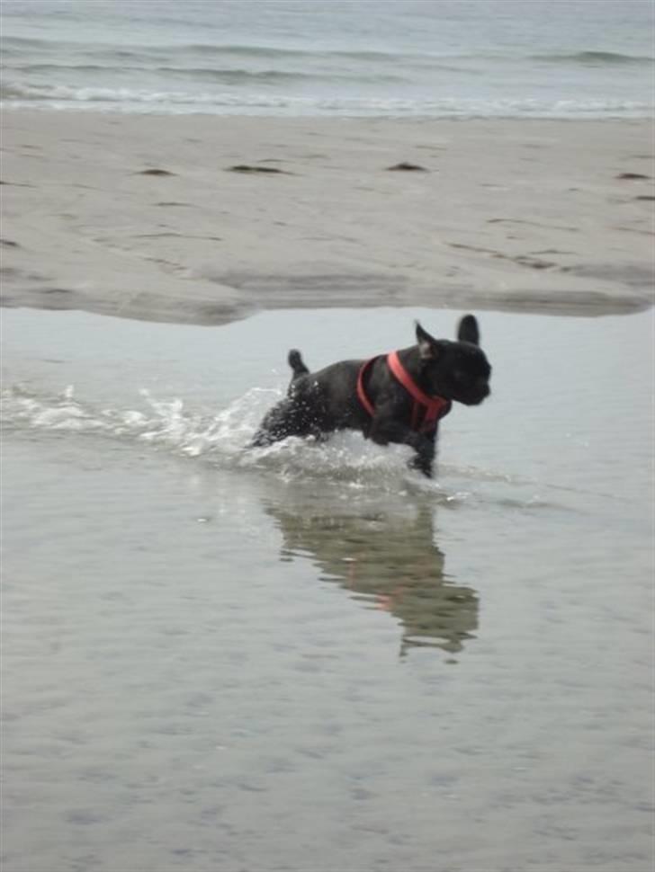 Blanding af racer Carla billede 17