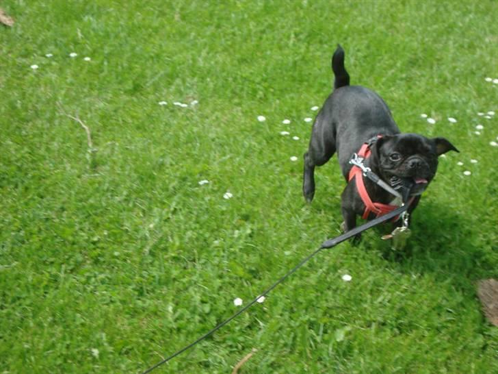 Blanding af racer Carla billede 18