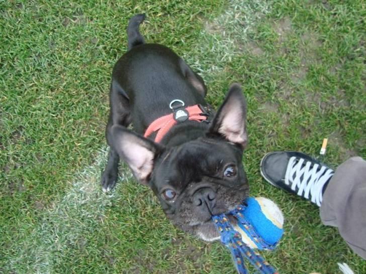 Blanding af racer Carla billede 19