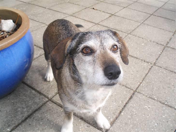 Blanding af racer balto billede 1