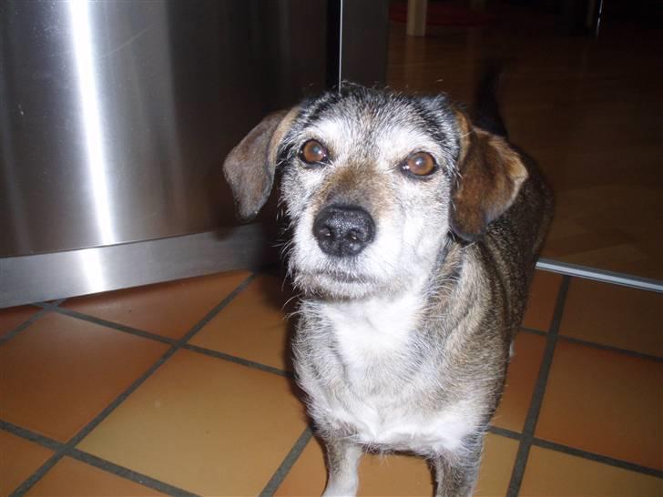 Blanding af racer balto billede 3