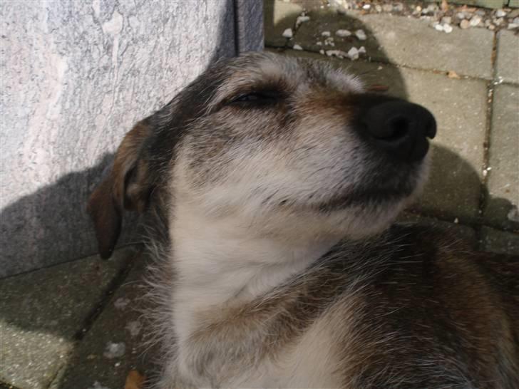 Blanding af racer balto billede 5