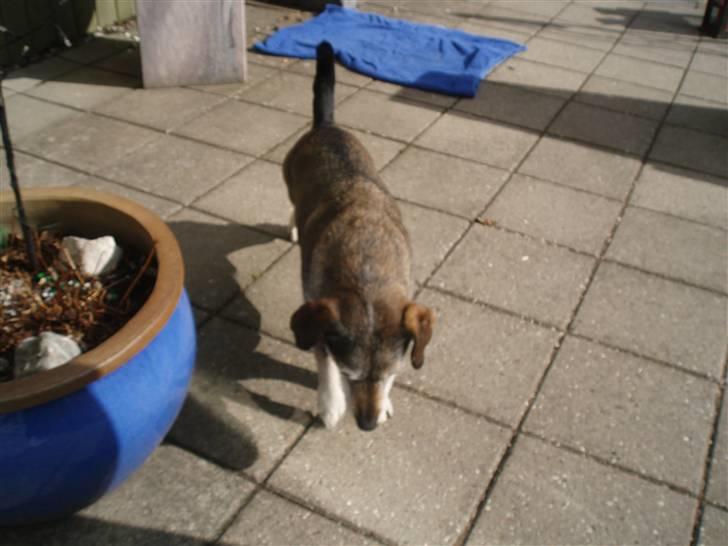 Blanding af racer balto billede 6