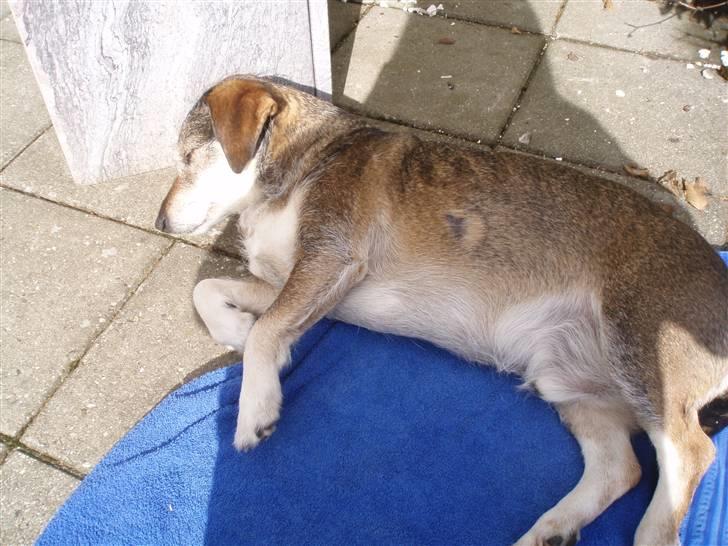 Blanding af racer balto billede 8