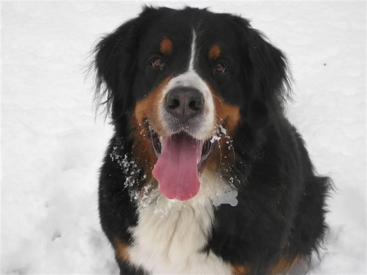 Berner sennenhund Becca billede 1