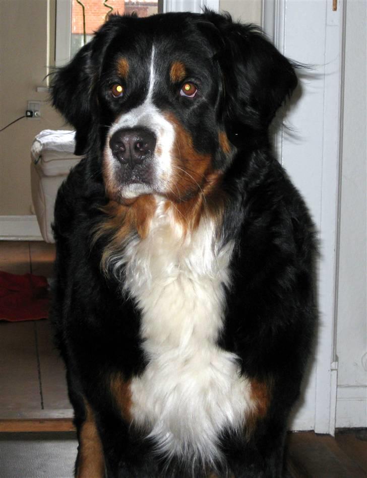 Berner sennenhund Becca billede 2