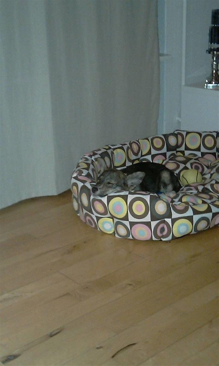 Blanding af racer Ballou billede 16