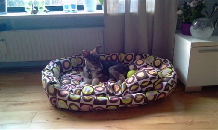 Blanding af racer Ballou billede 17