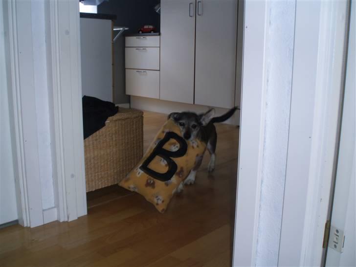 Blanding af racer balto billede 10