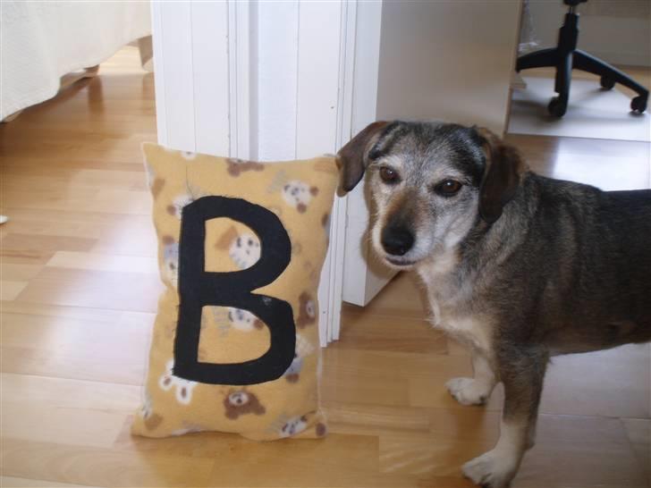 Blanding af racer balto billede 11