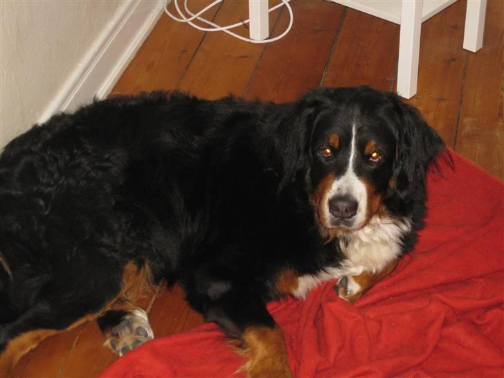 Berner sennenhund Becca billede 3
