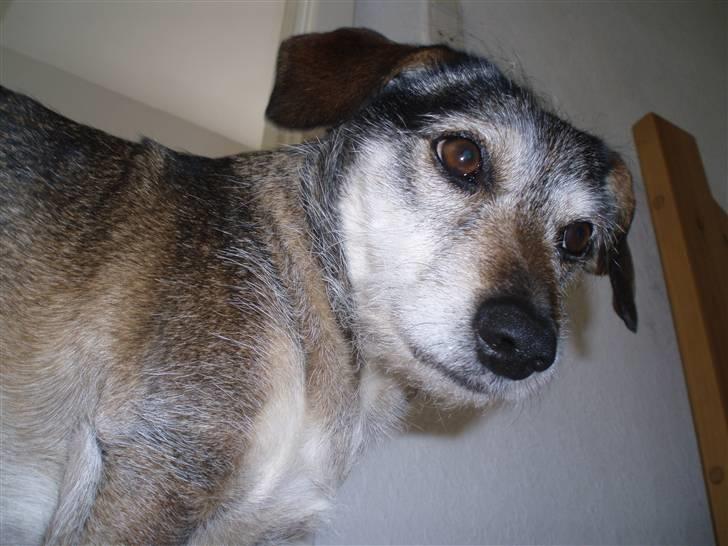 Blanding af racer balto billede 12