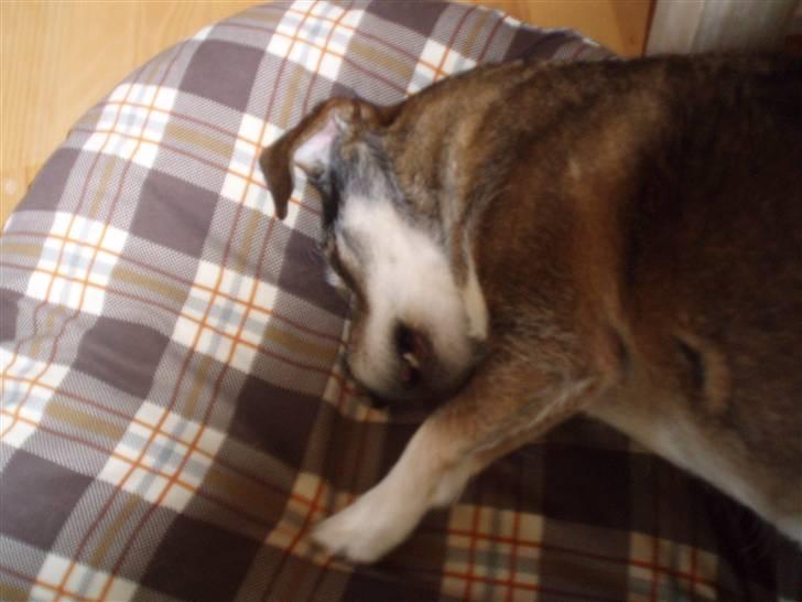 Blanding af racer balto billede 13