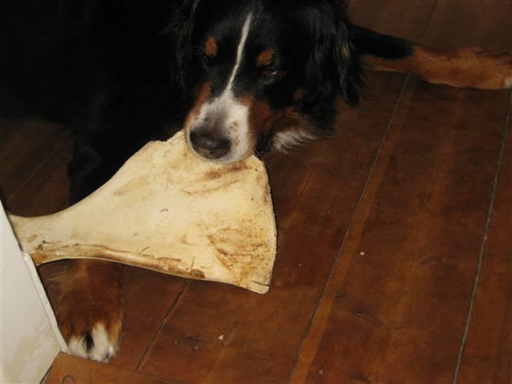 Berner sennenhund Becca billede 4