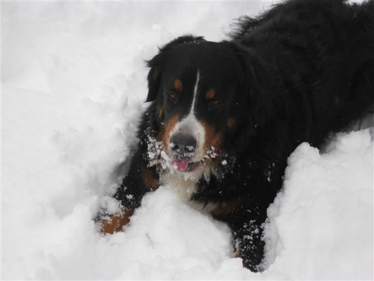 Berner sennenhund Becca billede 5
