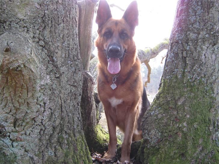 Schæferhund Marco -Champ- - Marco Klatre i træer! :D billede 12