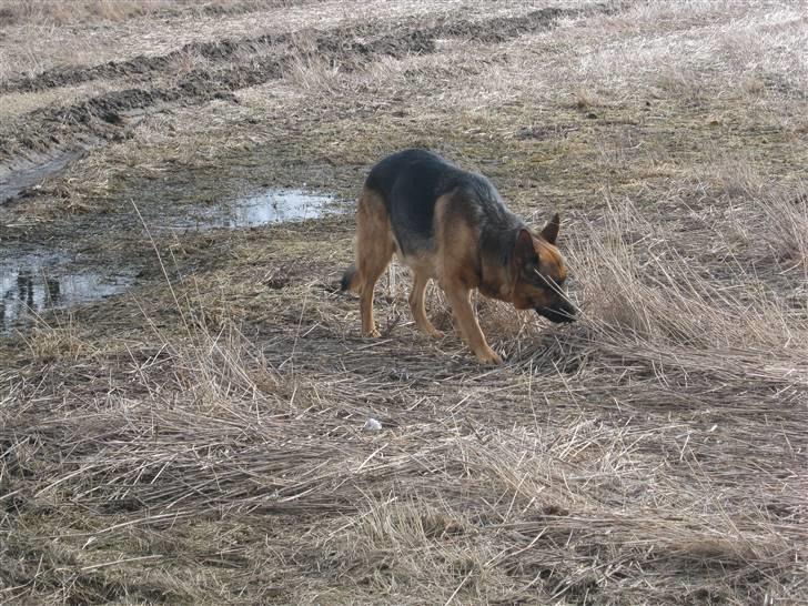 Schæferhund Marco -Champ- billede 13