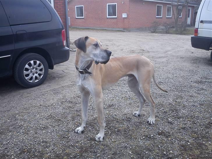 Grand danois GIMLI **HIMMELHUND** - Gimli d. 20-3-11 billede 14