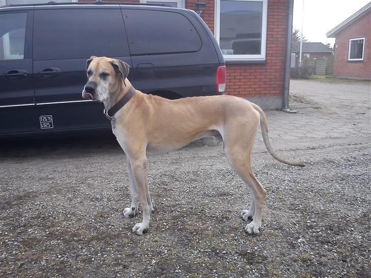 Grand danois GIMLI **HIMMELHUND** - Gimli d. 20-3-11 billede 15