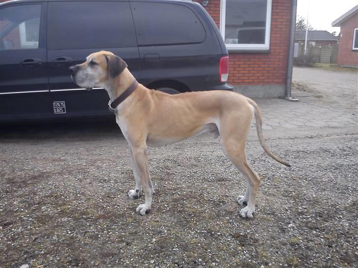 Grand danois GIMLI **HIMMELHUND** - Gimli d. 20-3-11 billede 16