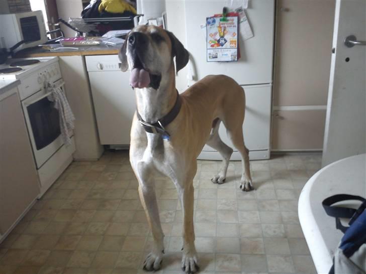 Grand danois GIMLI **HIMMELHUND** - Gimli d. 20-3-11 billede 17