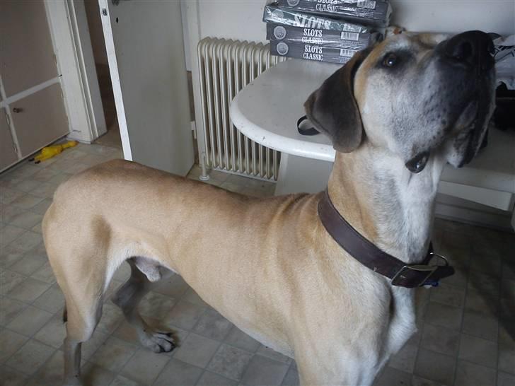 Grand danois GIMLI **HIMMELHUND** - Gimli d. 20-3-11 billede 18