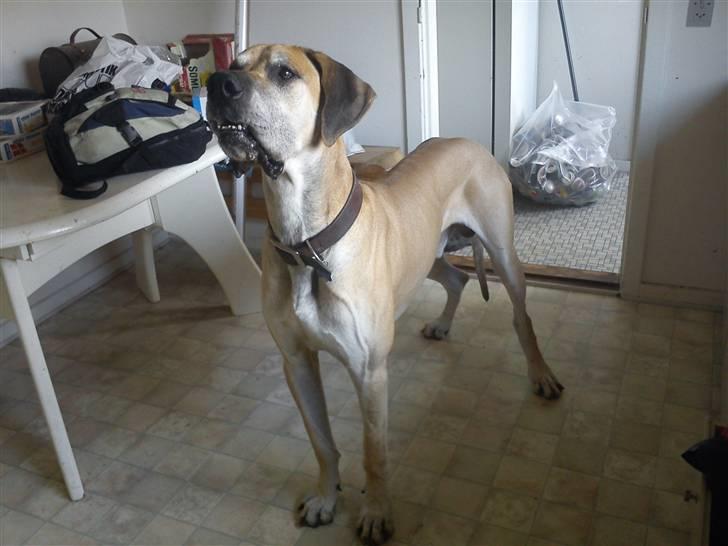 Grand danois GIMLI **HIMMELHUND** - Gimli d. 20-3-11 billede 19