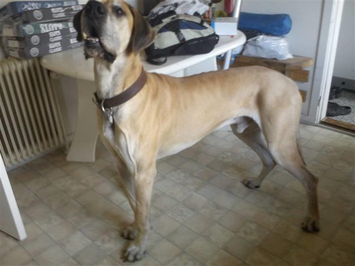 Grand danois GIMLI **HIMMELHUND** - Gimli d. 20-3-11 billede 20