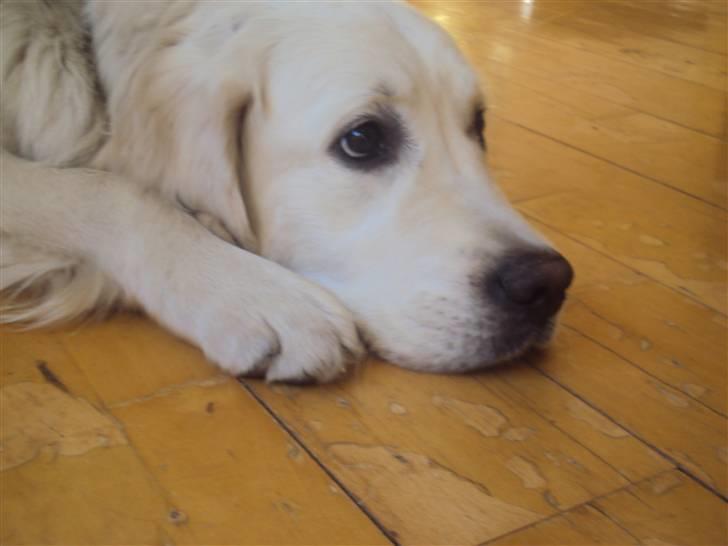 Golden retriever Mille billede 9