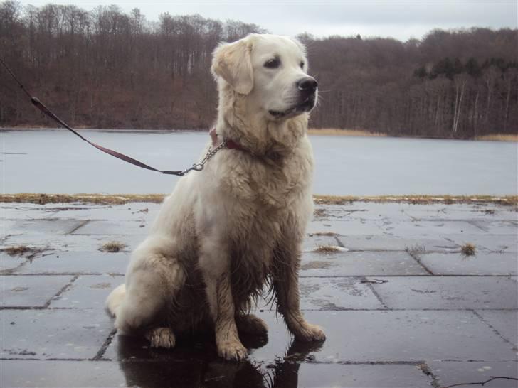 Golden retriever Mille billede 1